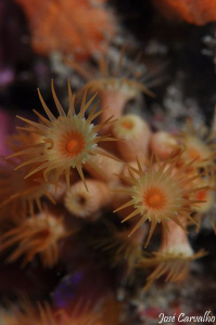 A few stars from the macro world, at Ponta da Passagem - ... by José Carvalho 